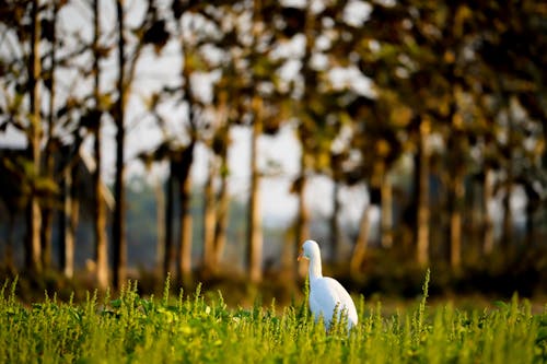 View of an Egret Standing in the Grass 