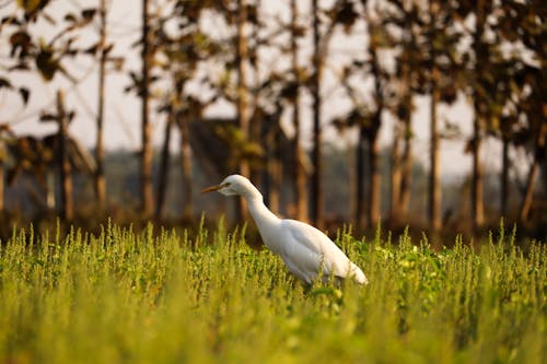 View of an Egret Walking in the Grass 