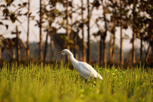 Free A graceful egret wanders through an Indian meadow, highlighting its serene nature at dusk. Stock Photo