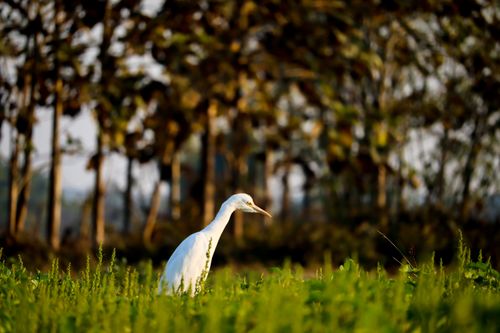 Free A serene cattle egret stands gracefully in a green field, captured in India. Stock Photo