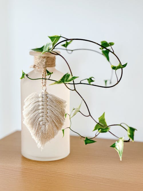 Ivy Growing out of a Bottle 