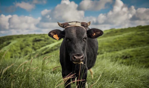 Ingyenes stockfotó állat, állatállomány, felhők témában