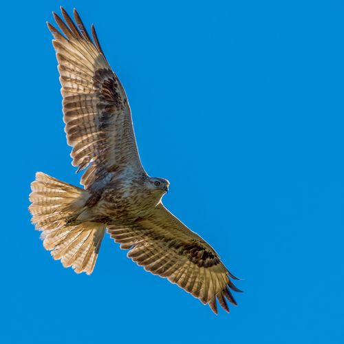 Poiana Comune in Volo · Immagine gratuita