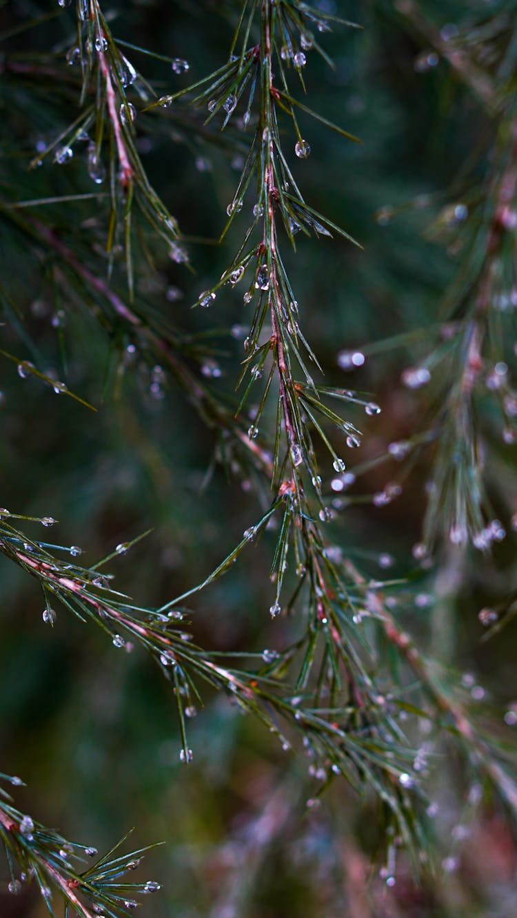 Deodar Cedar In Kashmir