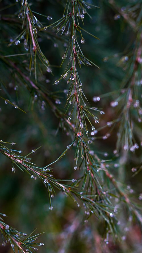 Free Close-up of rain-soaked conifer branches in Kashmir, India, showing delicate droplets on needles. Stock Photo