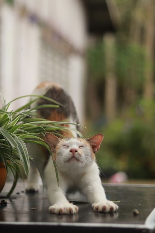 Free A tabby cat joyfully stretches amidst greenery, embodying relaxation. Stock Photo