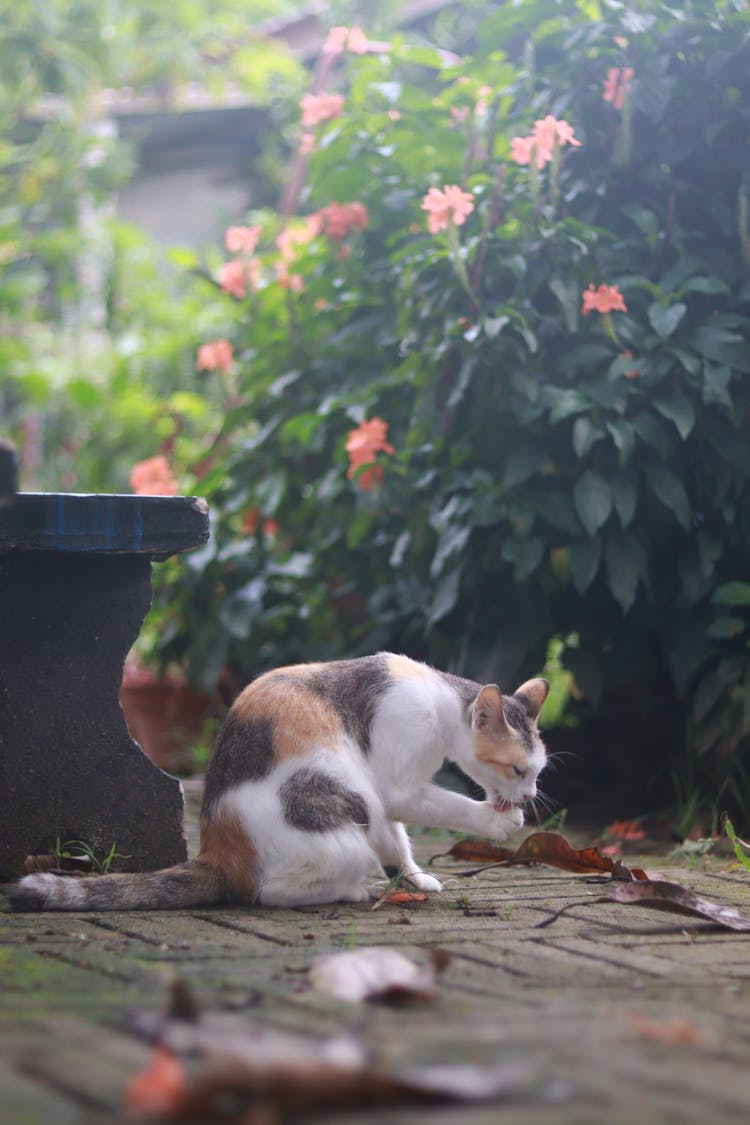 A Cat Licking Paws