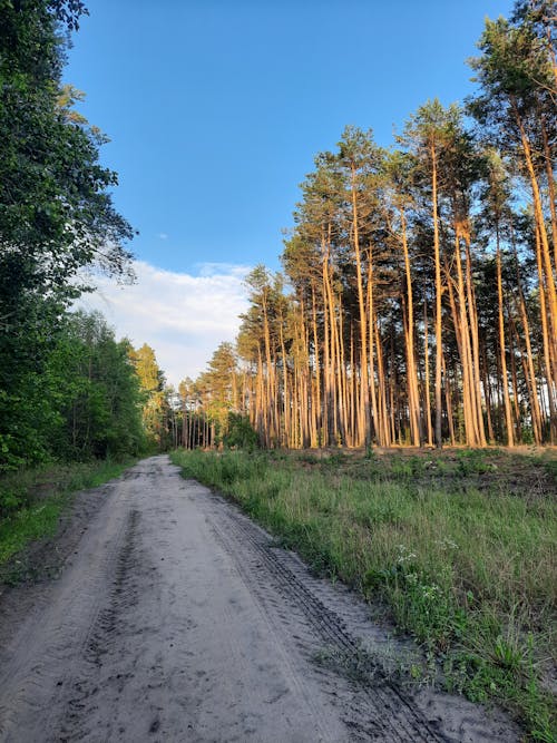 Kostenloses Stock Foto zu feldweg, hohe bäume, klarer himmel