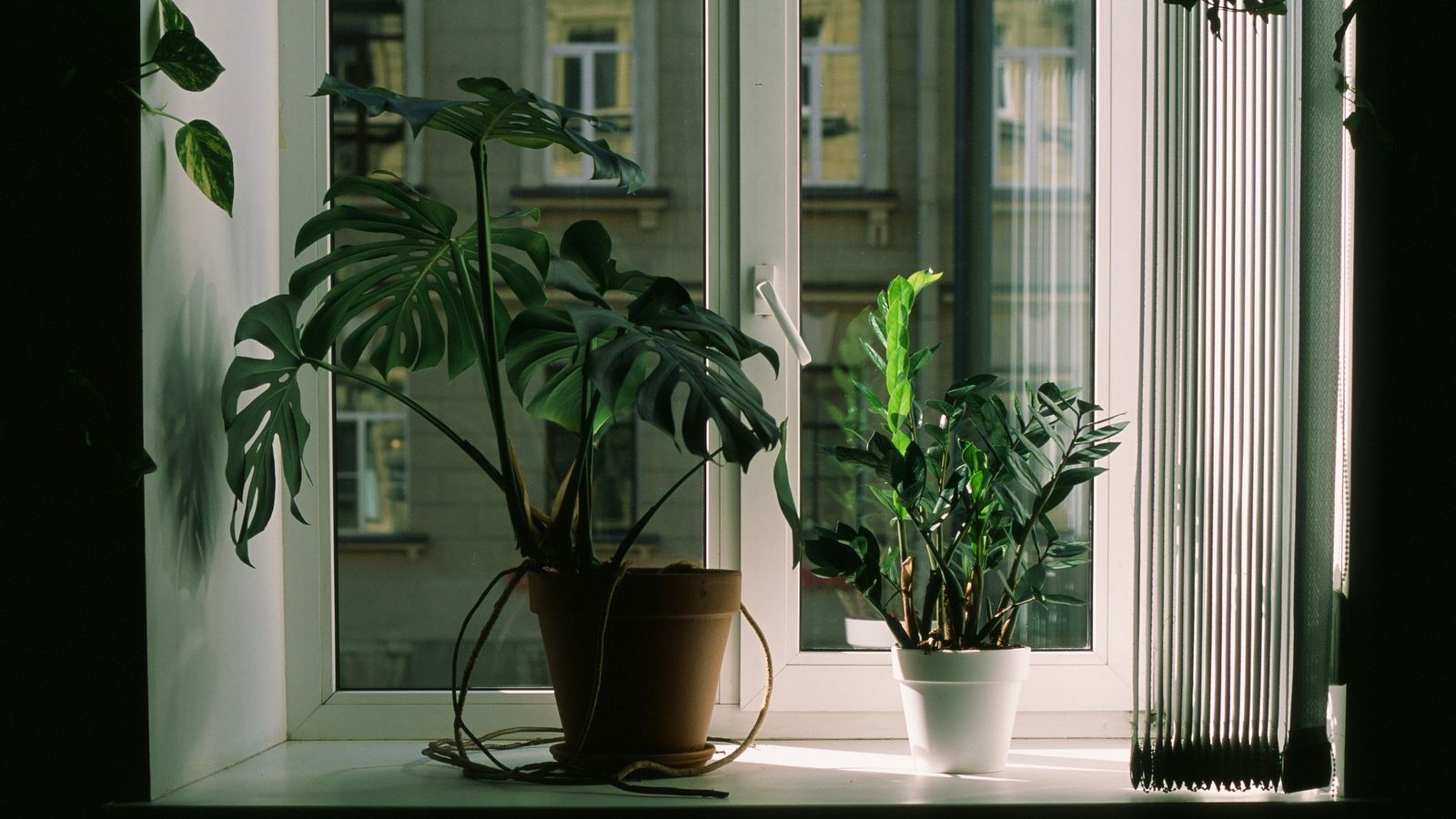 Plantas junto a uma janela com luz natural.