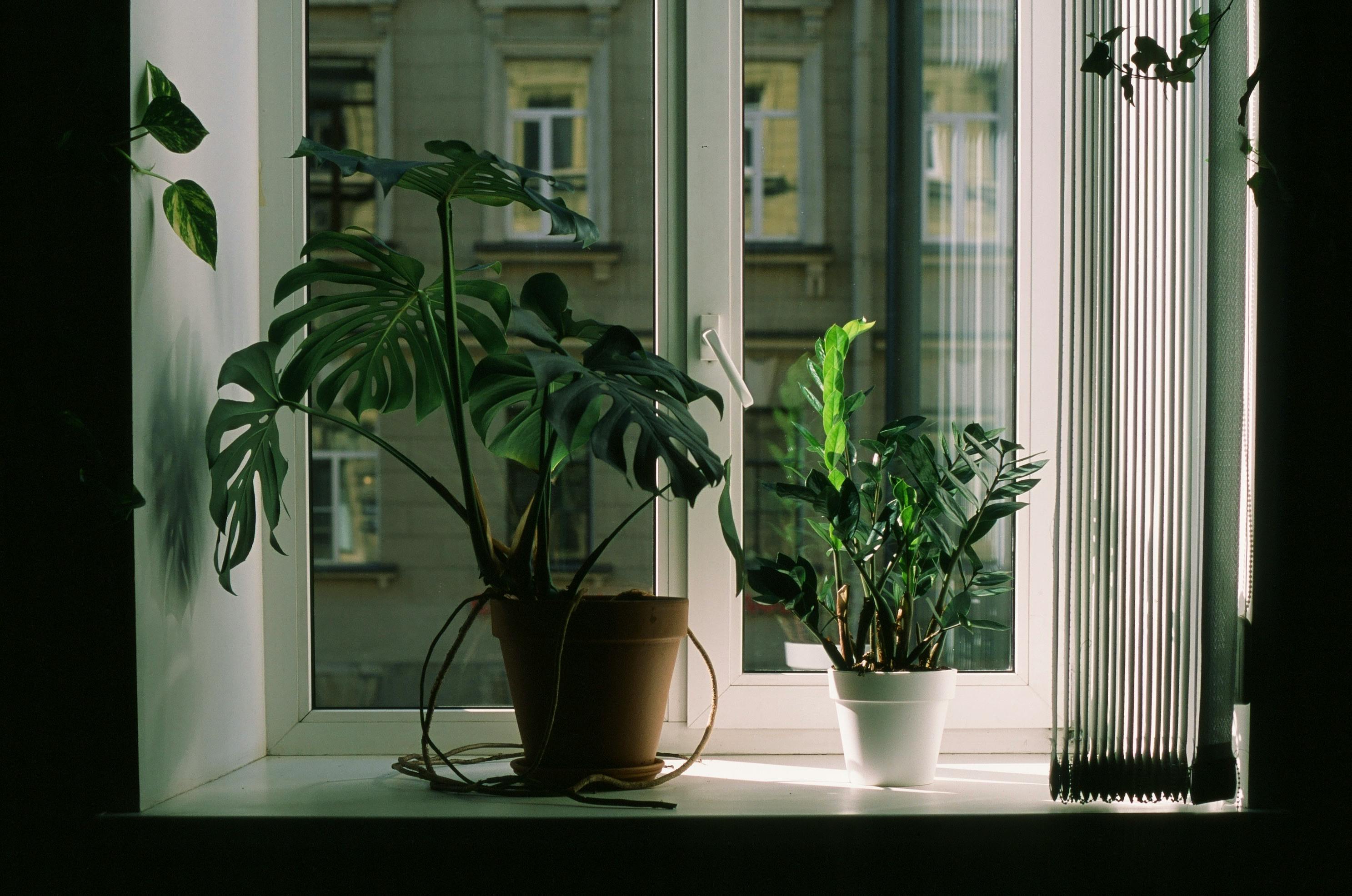 Green Thumbs Not Required: 12 Houseplants That Thrive on Neglect, According to the Experts