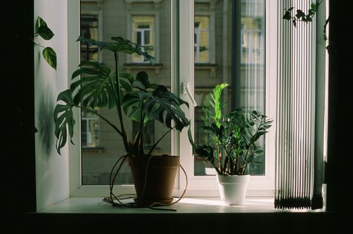 Free A vibrant arrangement of houseplants on a windowsill illuminated by natural light. Stock Photo