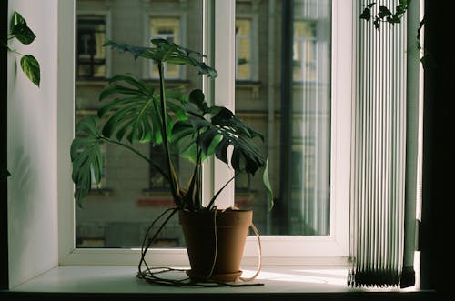 Plant on Flowerpot