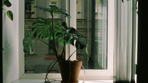 Lush monstera plant by a window, casting soft shadows indoors.