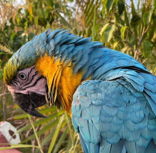 Close up of Blue Parrot