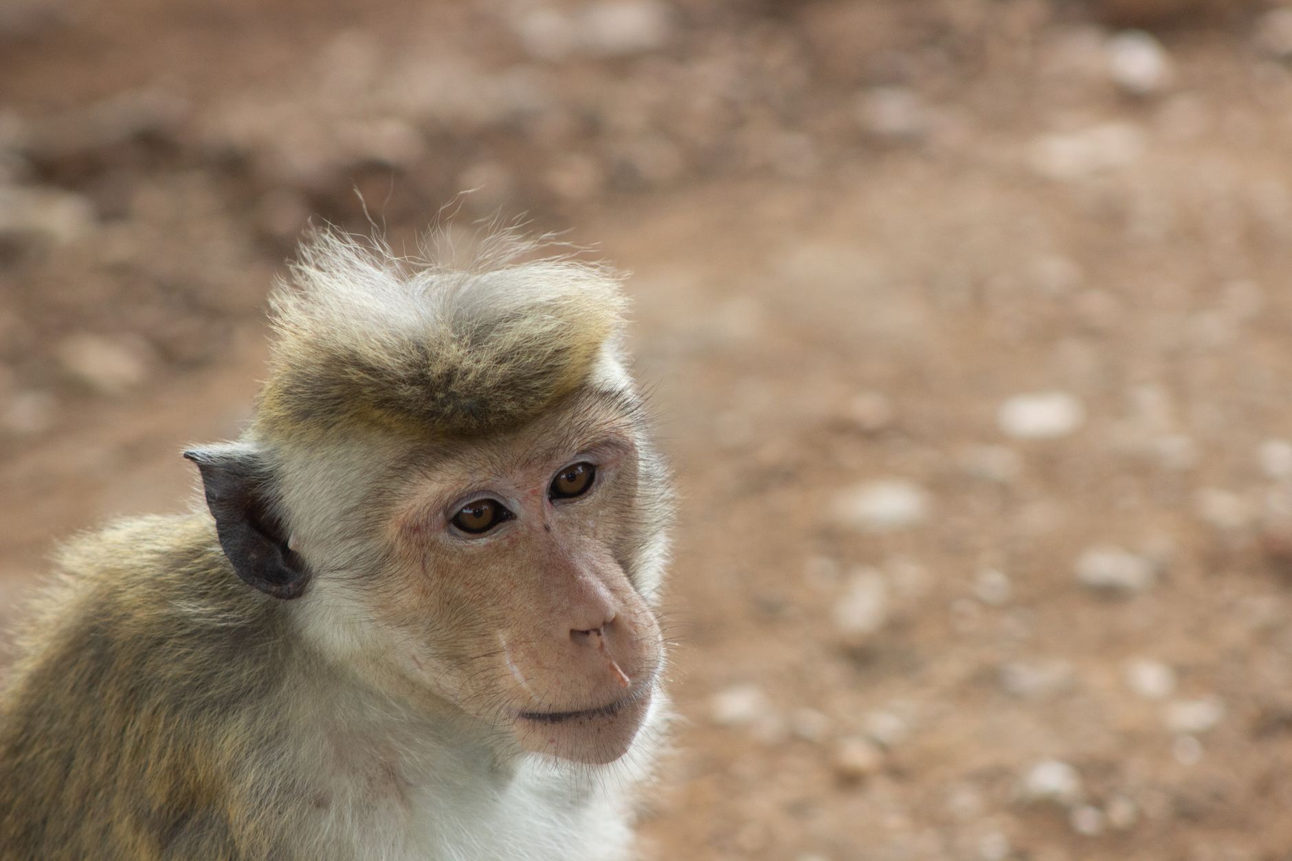 Is Yala Worth Visiting? An Honest Take