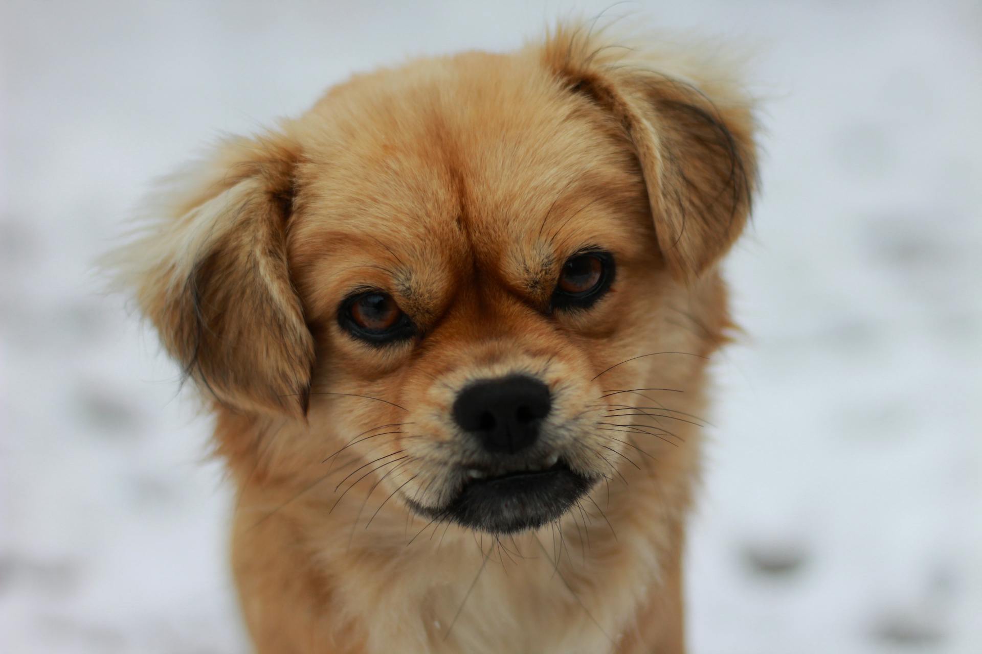 Tibetan Spaniel Dog in Close-up Shot