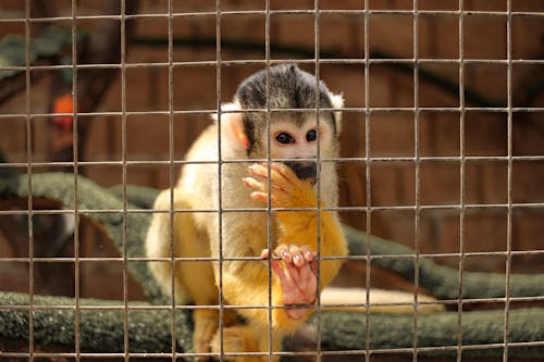 Безкоштовне стокове фото на тему «saimiri, saimirinae, білчача мавпа» стокове фото