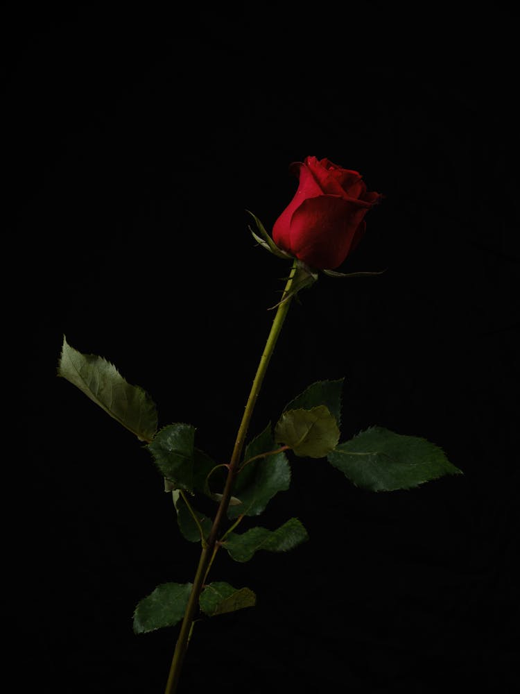 Red Rose In Close Up Photography