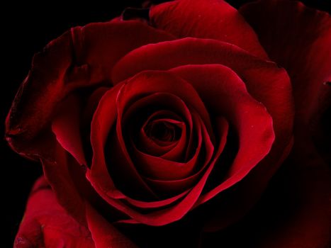 Beautiful red rose in full bloom showcasing intricate petals and rich color.