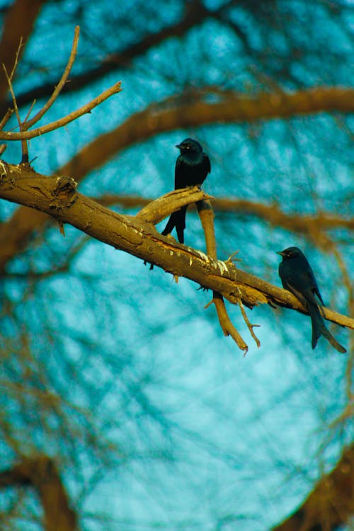 Free stock photo of bird chirping, birds, black birds