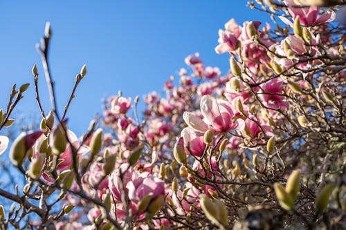 Blossoming Magnolia Tree