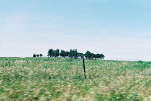 Foto d'estoc gratuïta de 35 mm, analògic, arbres grans