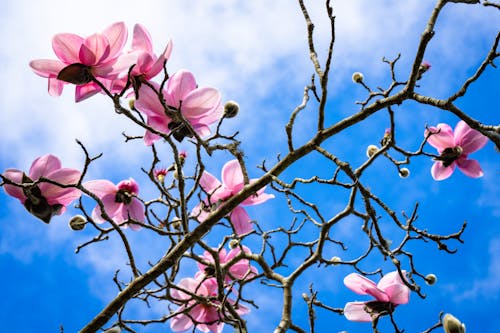 Magnolia Tree Branch with Flowers