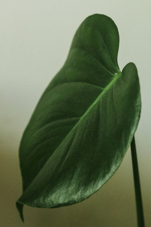 Leaf of Monstera