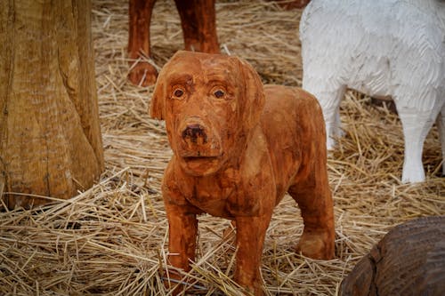 Gratis Foto stok gratis anjing, bentuk tubuh, berukir Foto Stok
