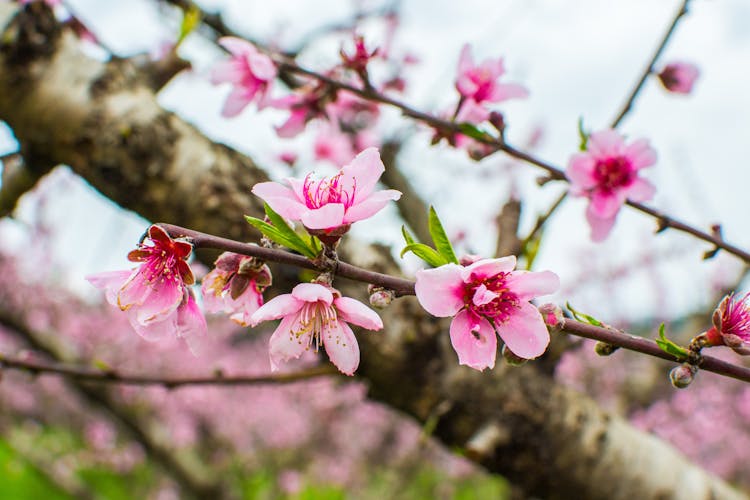 Pink Blossoms Of Peach Tree