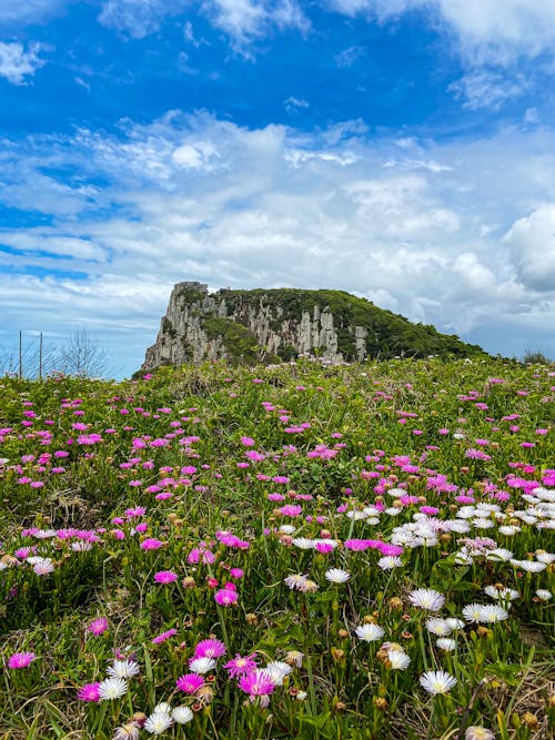 Daisies Blooming in Mountain Meadow
