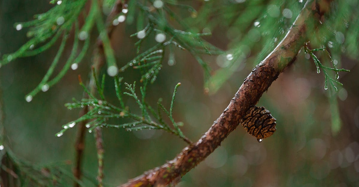 Macro shot of an evergreen branch with dewdrops and pine cone. A serene woodland scene.