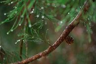 Green Pine Branch in Selective-focus Photography