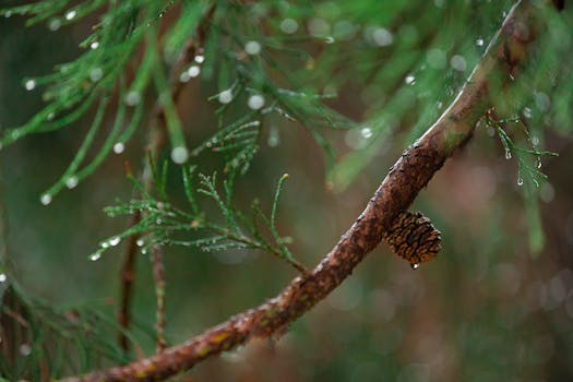 Macro shot of an evergreen branch with dewdrops and pine cone. A serene woodland scene.