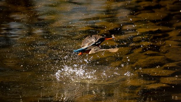 Free stock photo of action, animal, bird