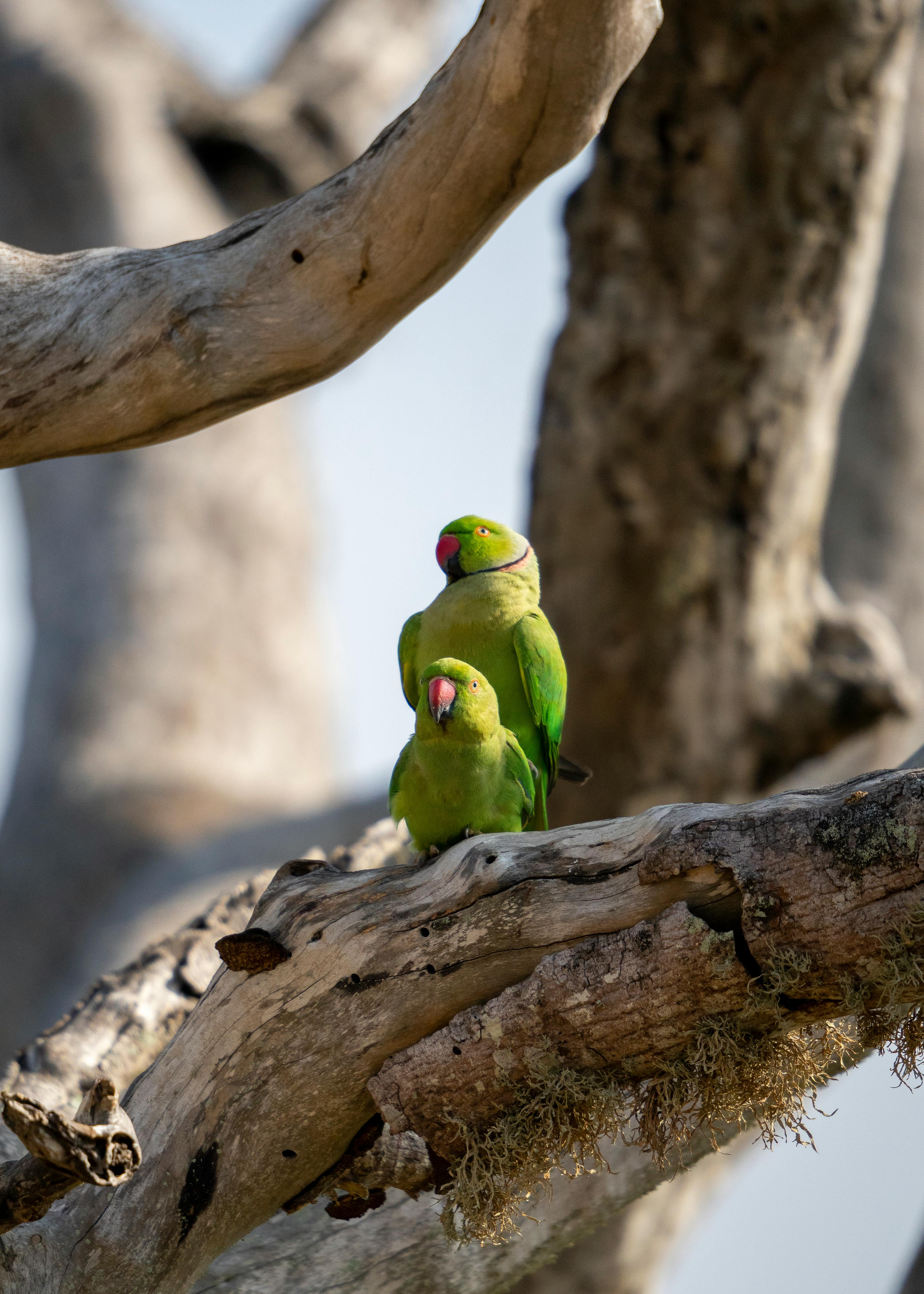 Couple of the Rose-ringed Parakeet the Ring-necked Parakeet Sitting by the  Nest Hollow. Stock Photo - Image of asian, tropical: 154173950