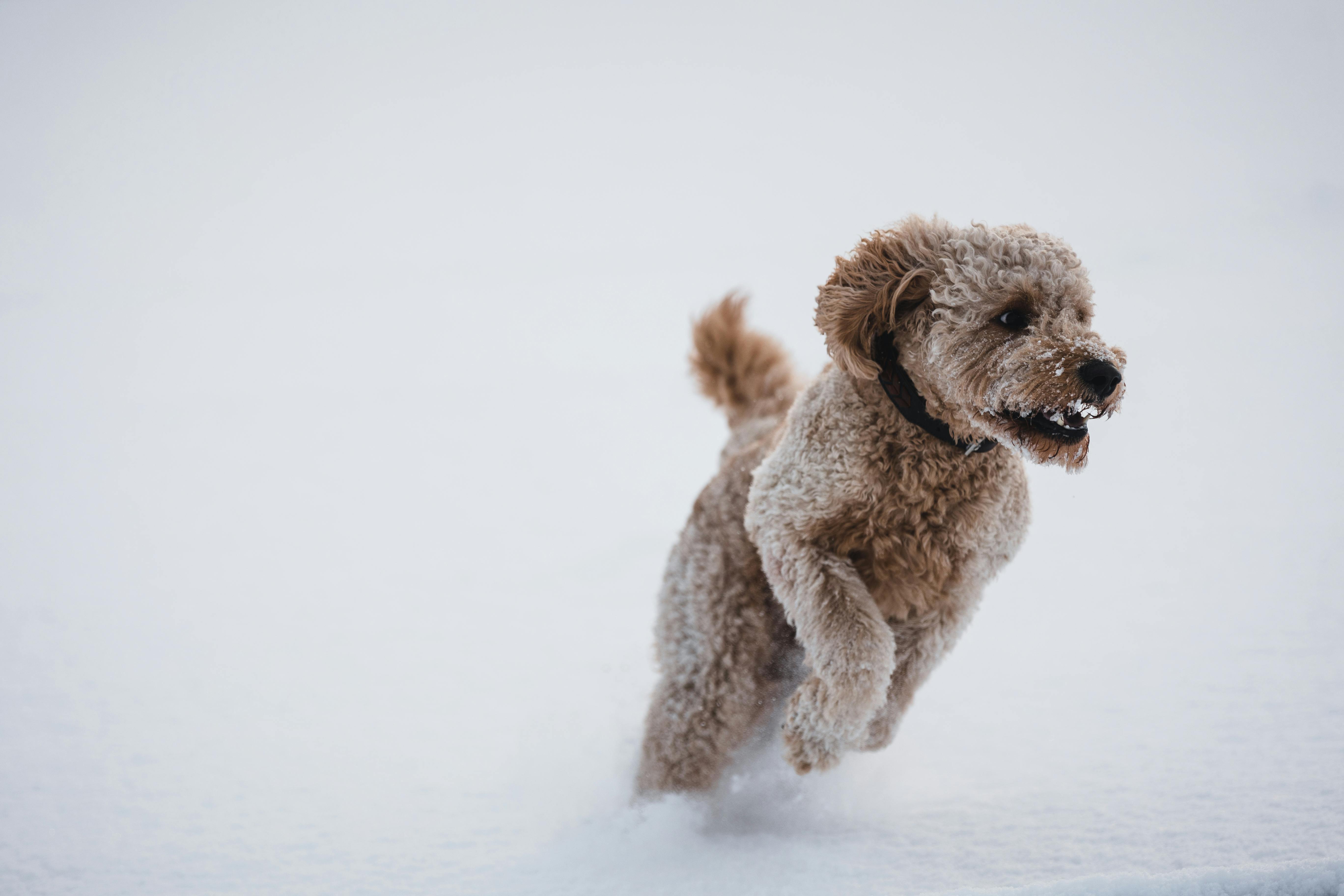 Poodle best sale in snow