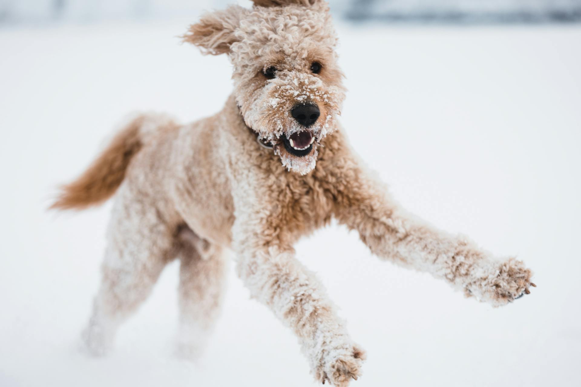 Funny Dog Running in Snow