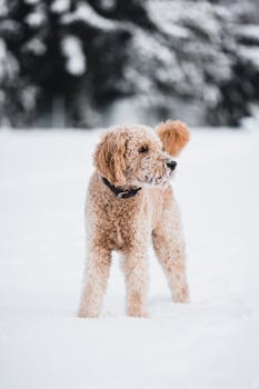 A golden doodle standing in snow amidst a winter landscape, showcasing its fluffy coat.
