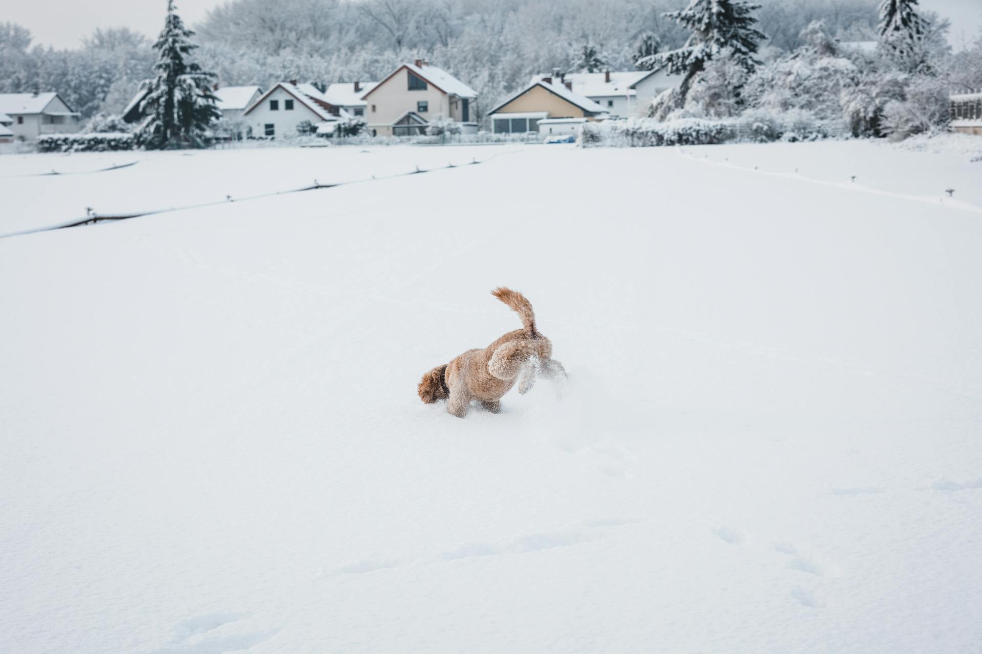Small Dog Diving into Snow