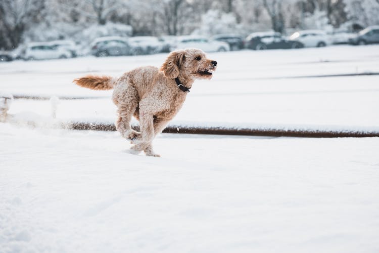 Dog Running In Winter