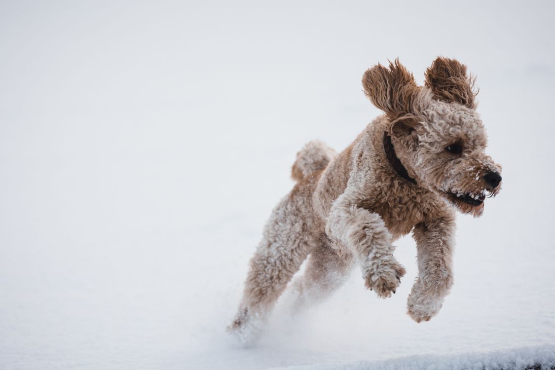 Dog Running In Snow Free Stock Photo dog-running-in-snow-free-stock-photo