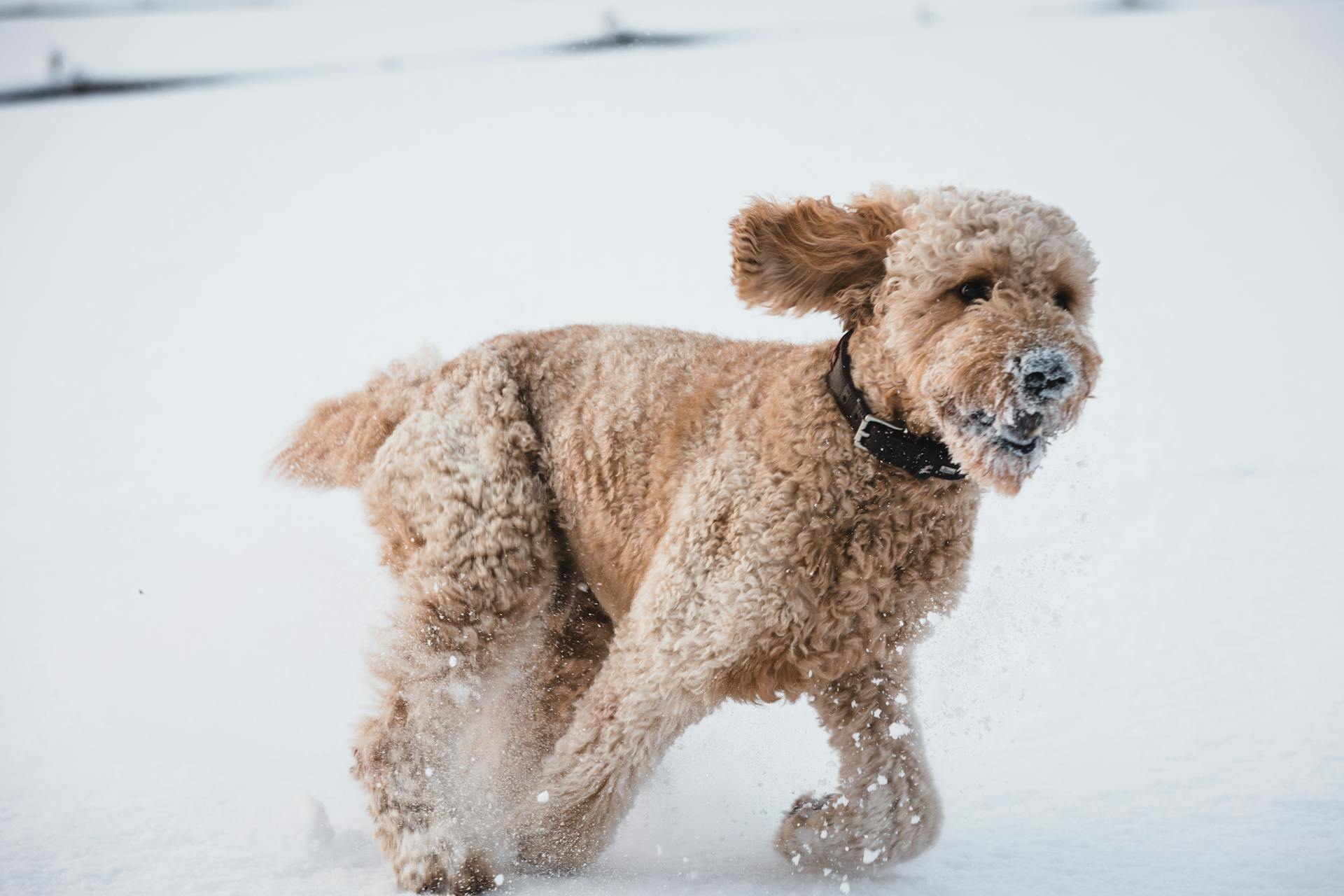 Dog Running in Snow