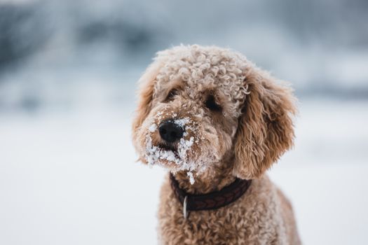 Curly-haired poodle enjoying a snowy day outdoors, with snow on its muzzle, showcasing the joys of winter.