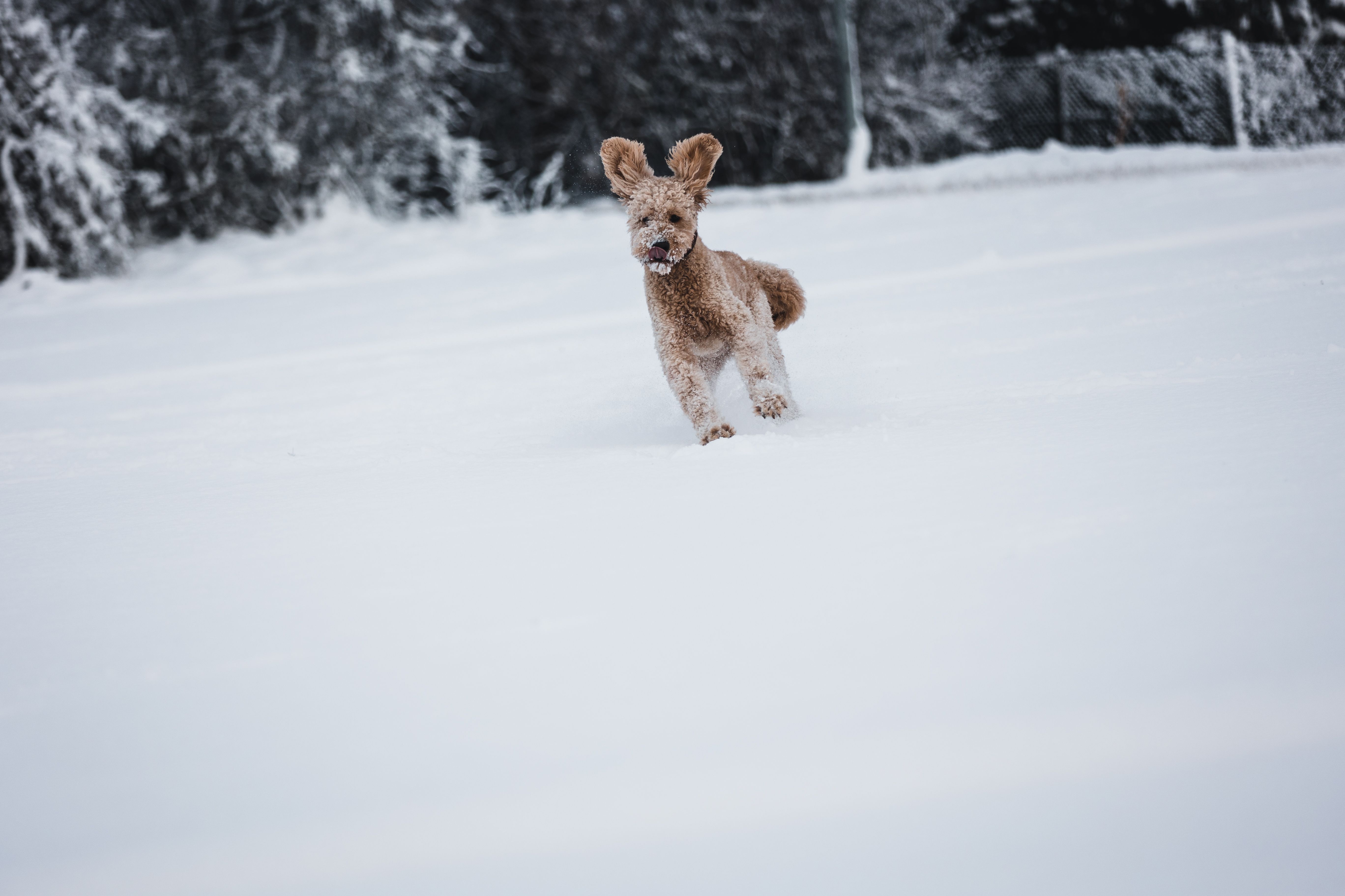 Poodle Running in Snow · Free Stock Photo