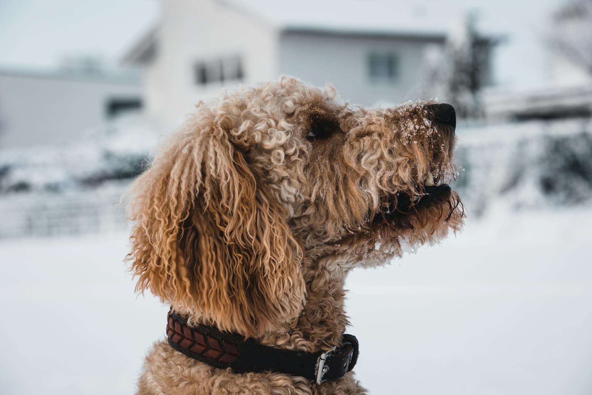 Portrait de caniche dans la neige