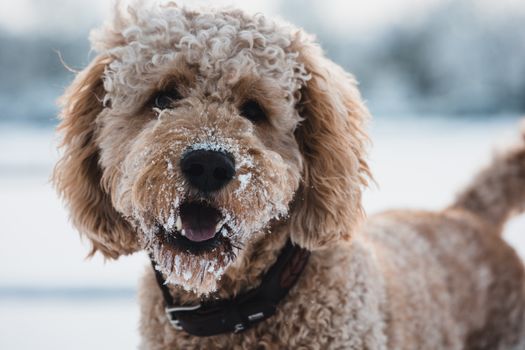 A close-up portrait of a Golden Doodle with snow on fur, enjoying a winter day outdoors.