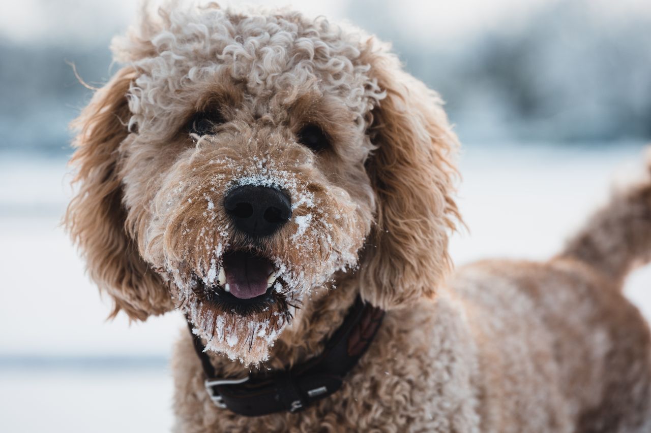 a close up portrait of a golden doodle with snow on fur enjoying a win