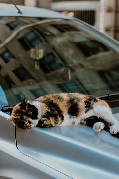 Free A calico cat lounging on a car hood in Istanbul, showcasing urban charm. Stock Photo