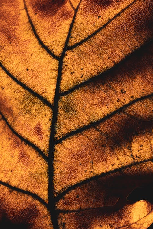 マクロ撮影, 垂直ショット, 枯れ葉の無料の写真素材